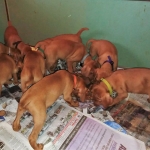 Vizsla puppies born 11/15/2018 http://ohioweims.com/blog/