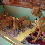 Vizsla puppies born 11/15/2018 http://ohioweims.com/blog/