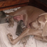 Bella and all the pups 10/13/2012