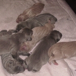 All the babies in a pile